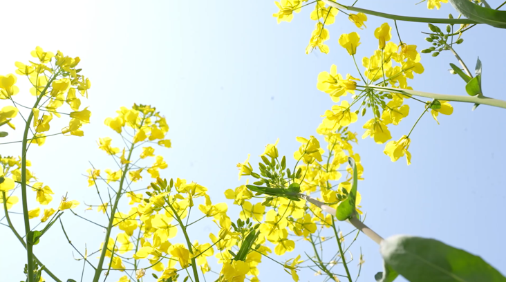江西乐平：23.22万亩油菜花迎春怒放  醉美游客