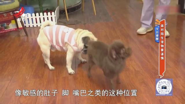 今日提醒——面对陌生宠物要谨慎
