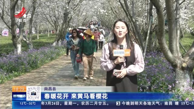 南昌县：春暖花开 来黄马看樱花