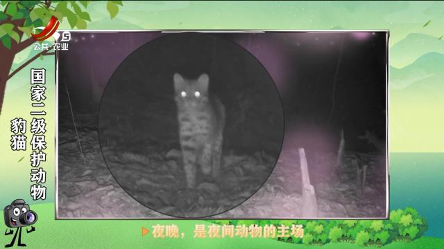 绿野秘踪20250317
