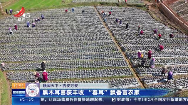 【赣闻天下】吉安万安：黑木耳喜获丰收 “春耳”飘香富农家