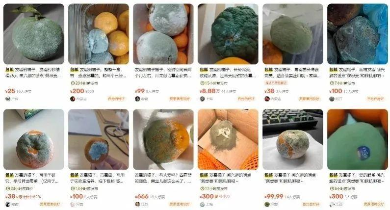 长天新闻丨江右锐评：警惕“发霉橘子”背后的网络“霉菌”