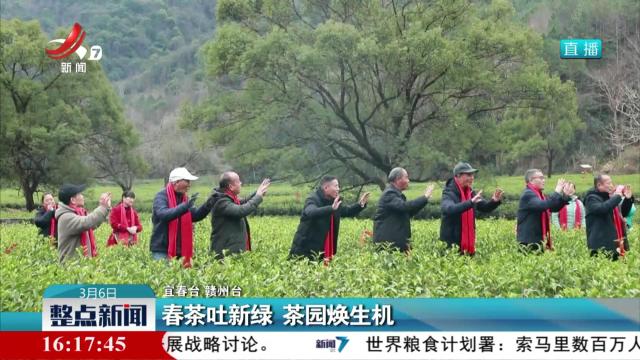 春茶吐新绿 茶园焕生机