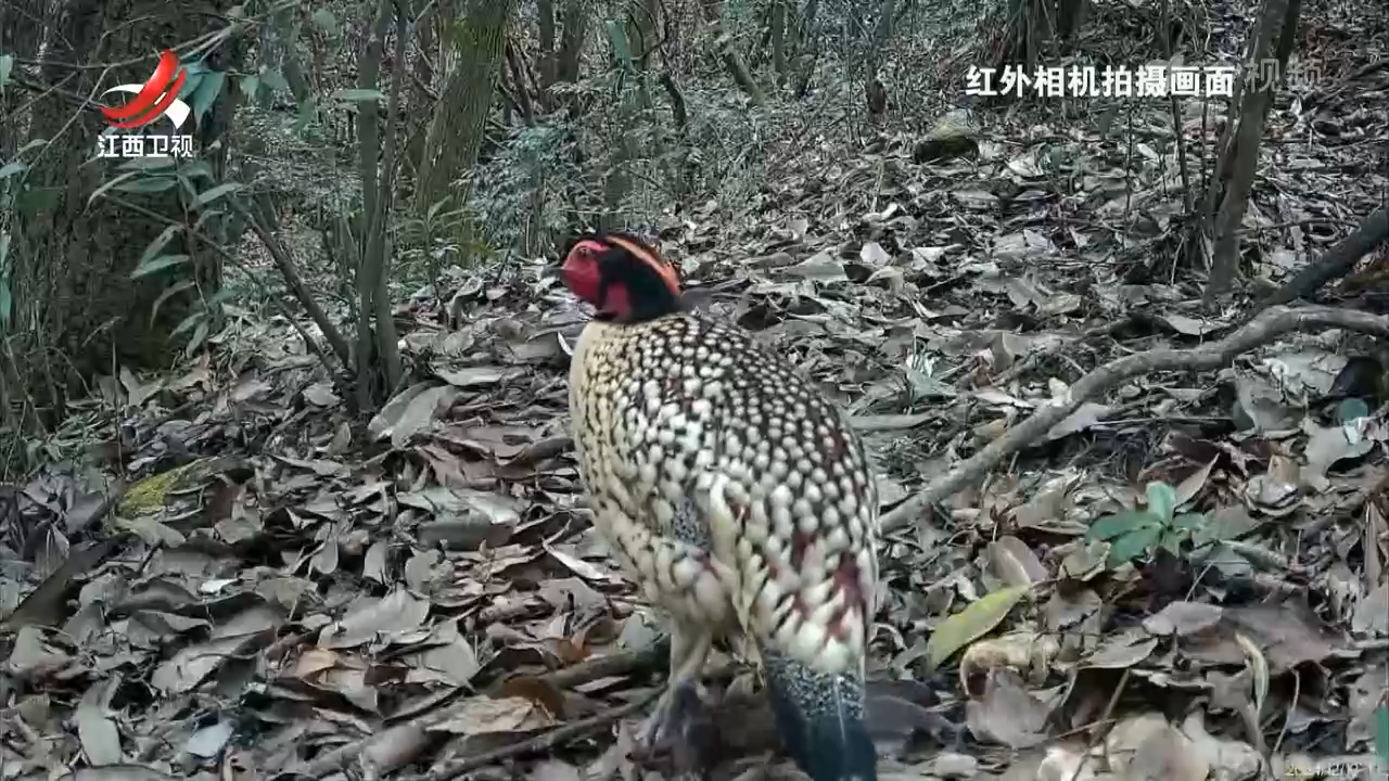 萍乡发现大型黄腹角雉种群