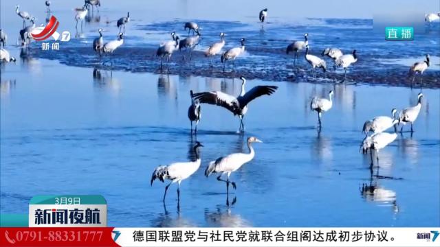 春日黄河鹤影翩跹
