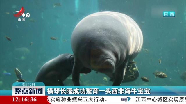 横琴长隆成功繁育一头西非海牛宝宝
