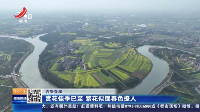 吉安泰和：赏花佳季已至 繁花似锦春色撩人