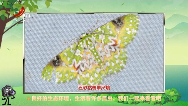 绿野秘踪20250311