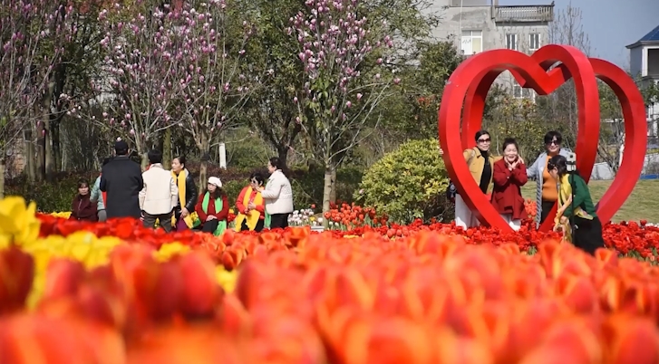 江西乐平：十万株郁金香竞相绽放 吸引游客拍照打卡