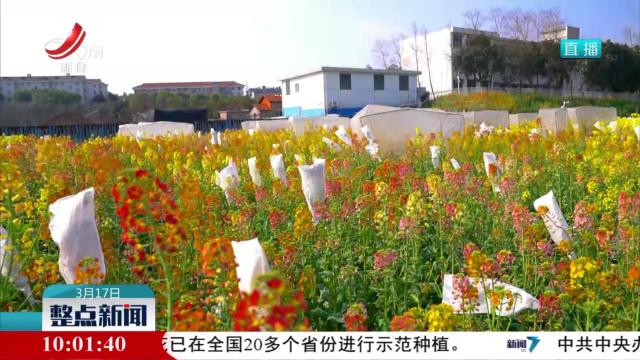 整点新闻20250317 10:00