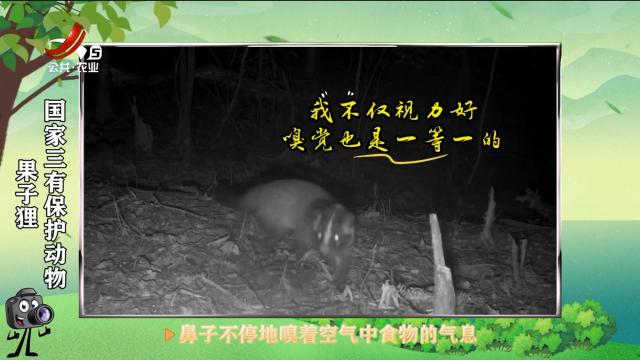 绿野秘踪20250318