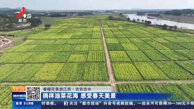 【春暖花香游江西】吉安吉水：徜徉油菜花海 感受春天美景