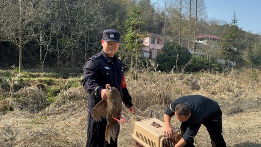 警民携手护飞羽 共筑生态安全屏障 万载县清网护鸟行动再添暖心篇章