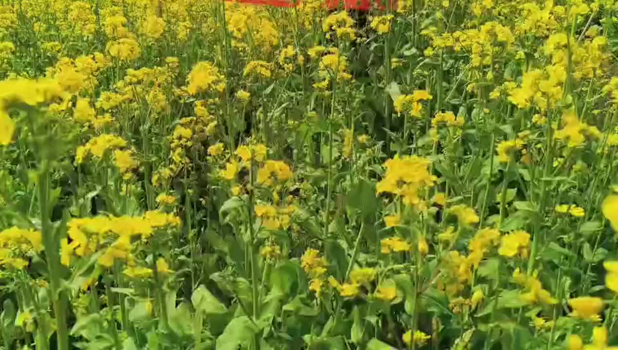 崇仁县第二幼儿园：植一缕新绿  予世界美好
