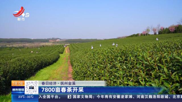 【春日经济】抚州金溪：7800亩春茶开采