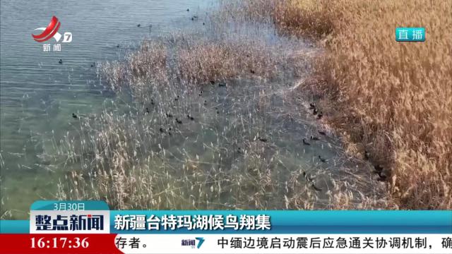 新疆台特玛湖候鸟翔集