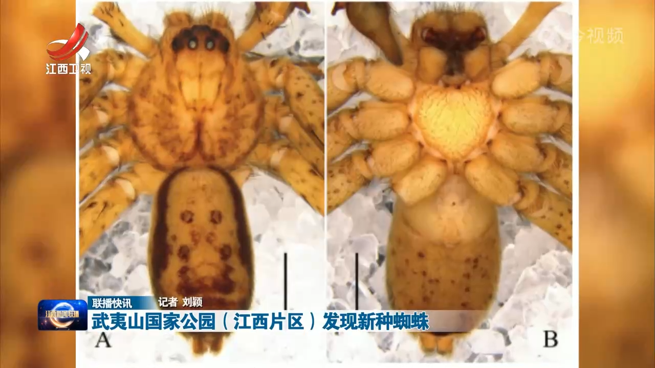 武夷山国家公园（江西片区）发现新种蜘蛛