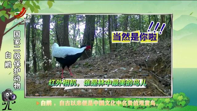 绿野秘踪20250330