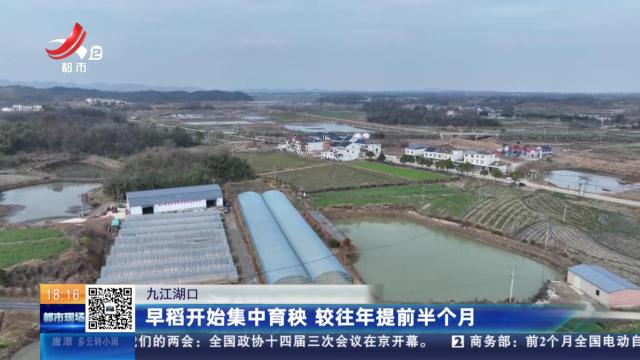 九江湖口：早稻开始集中育秧 较往年提前半个月