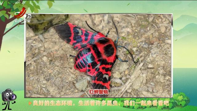 绿野秘踪20250310