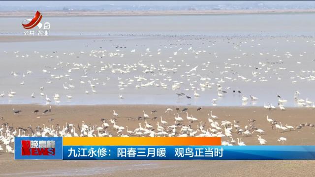 九江永修：阳春三月暖 观鸟正当时