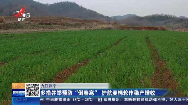 九江武宁：多措并举预防“倒春寒” 护航麦棉轮作稳产增收