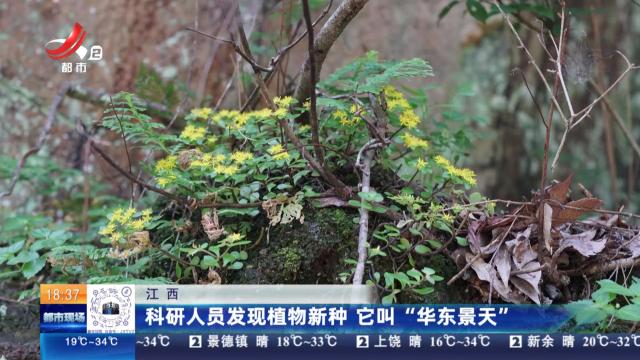 江西：科研人员发现植物新种 它叫“华东景天”