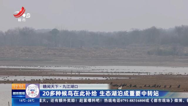 【赣闻天下】九江湖口：20多种候鸟在此补给 生态湖泊成重要中转站