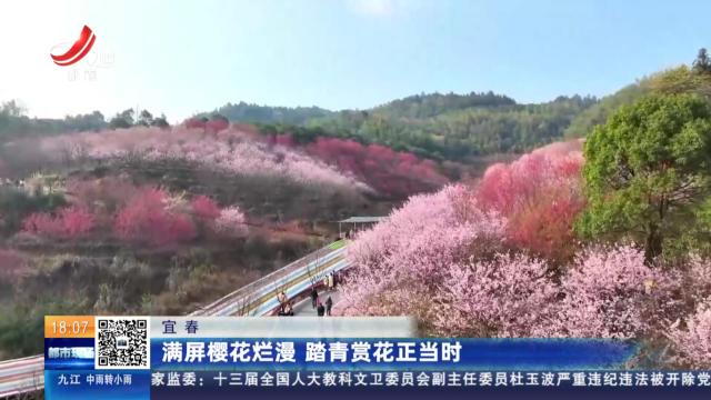 宜春：满屏樱花烂漫 踏青赏花正当时