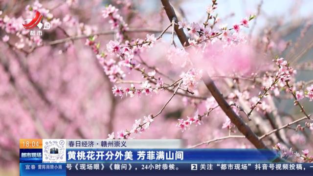 【春日经济】赣州崇义：黄桃花开分外美 芳菲满山间
