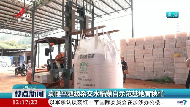 袁隆平超级杂交水稻蒙自示范基地育秧忙