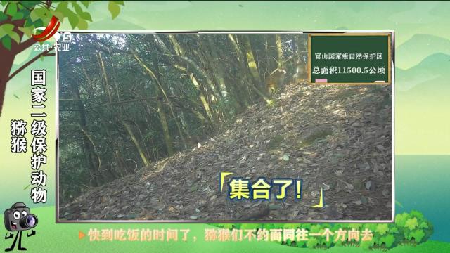 绿野秘踪20250328