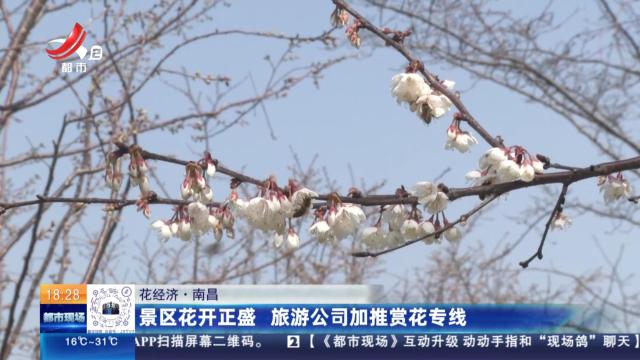 【花经济】南昌：景区花开正盛 旅游公司加推赏花专线