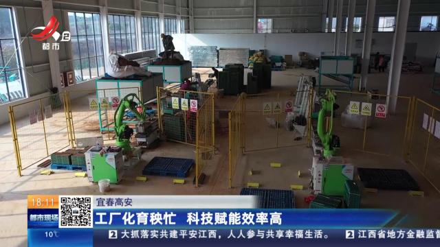 宜春高安：工厂化育秧忙 科技赋能效率高