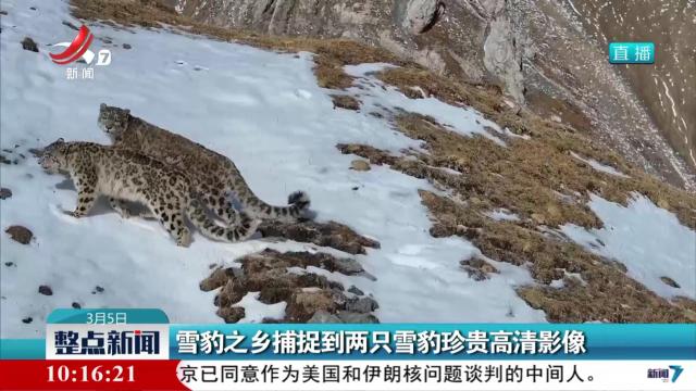 雪豹之乡捕捉到两只雪豹珍贵高清影像
