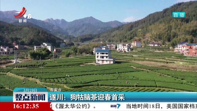 遂川：狗牯脑茶迎春首采