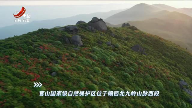 绿野秘踪20250324
