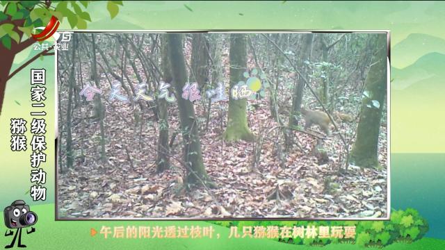 绿野秘踪20250323