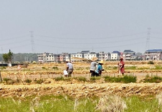上高县泗溪镇：民兵助力春耕 田间地头显担当
