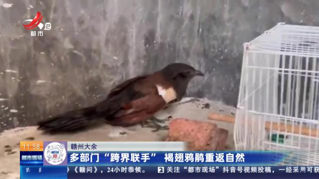 赣州大余：多部门“跨界联手” 褐翅鸦鹃重返自然