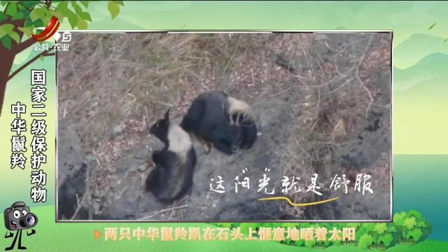 绿野秘踪20250302