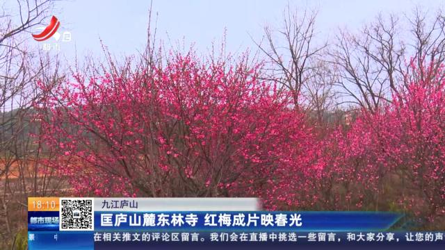 九江庐山：匡庐山麓东林寺 红梅成片映春光