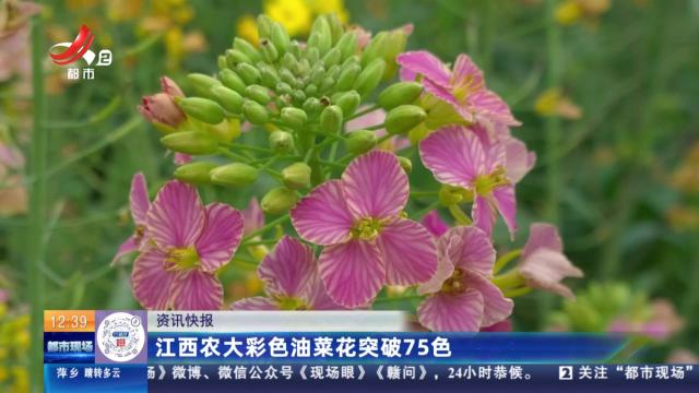 江西农大彩色油菜花突破75色