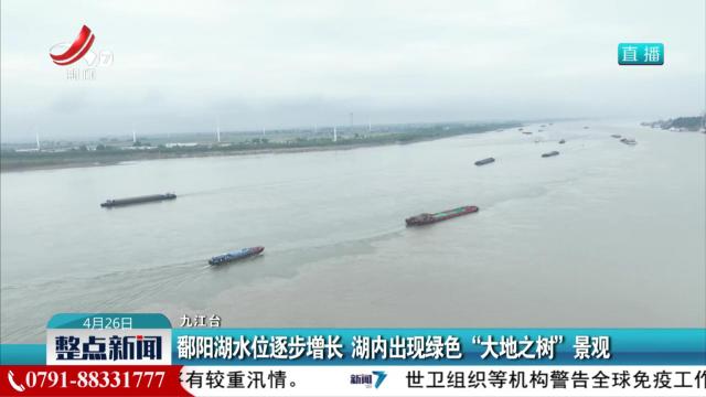 鄱阳湖水位逐步增长 湖内出现绿色“大地之树”景观