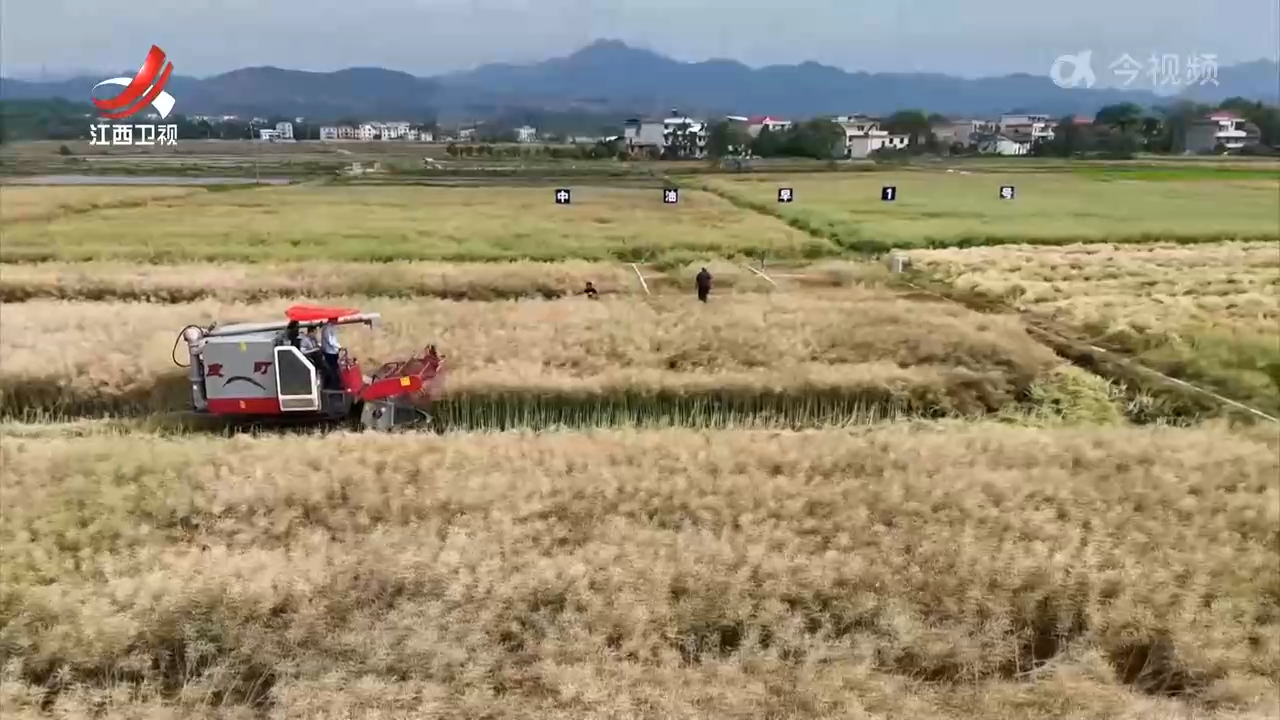 油菜陆续开镰 早熟高产品种效益高