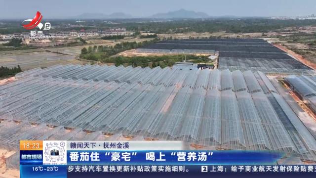 【赣闻天下】抚州金溪：番茄住“豪宅” 喝上“营养汤”