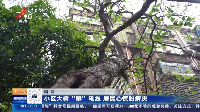 南昌：小区大树“攀”电线 居民心慌盼解决