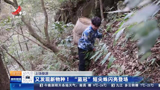 上饶婺源：又发现新物种！ “蓝冠”短尖蛛闪亮登场