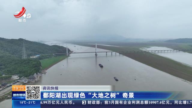 鄱阳湖出现绿色“大地之树”奇景