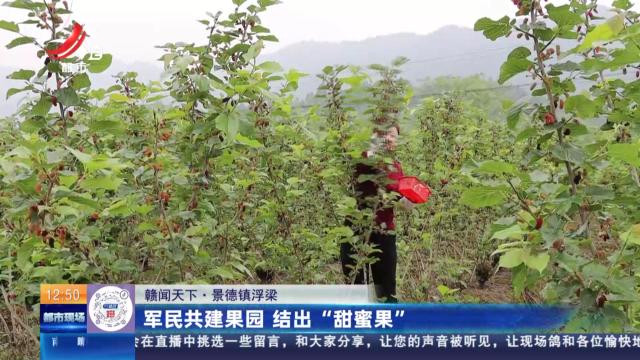 【赣闻天下】景德镇浮梁：军民共建果园 结出“甜蜜果”